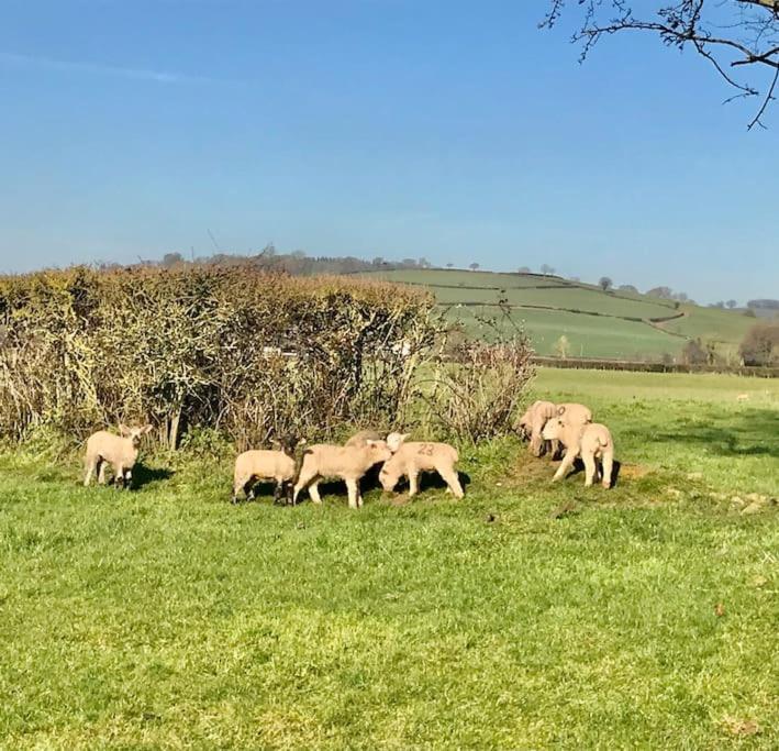 Rural Devon Retreat In Stunning Exe Valley. 엑서터 외부 사진